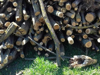 Se vând lemne, satul Micăuți
