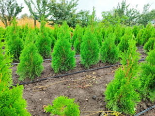 Thuja smaragd/Berioză / Material Thuja smaragd/ foto 2