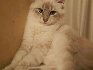 Рафаэль, Невский Маскарадный кот . Вязка. foto 9