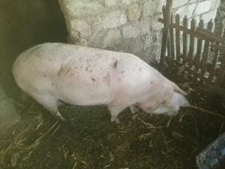 Vind pork foto 2