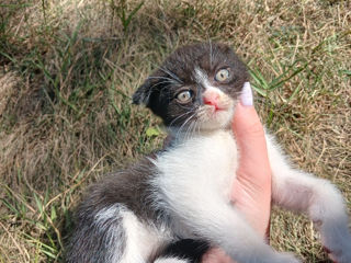 Urgent scottish fold de rasă pură își caută stăpân foto 7