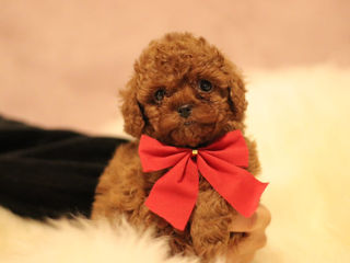 Mini toy pudel ( toy poodle) foto 3