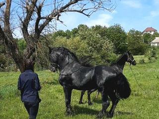 Armăsar Friesian la împerechere foto 4