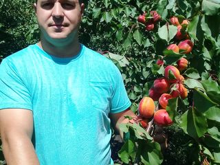 Pomi fructiferi foto 1