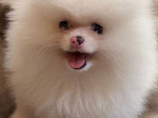 câine pomeranian