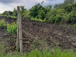 Se vinde teren agricol la traseu Ialoveni -Costesti foto 9