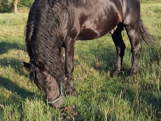 Armasar Friesian la monta. foto 3