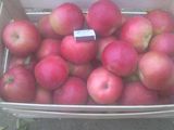 продам яблоки айдаред на бус 7тонн 7+ цена 1.50 foto 2