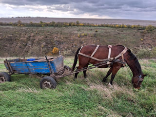 Se vinde ieapă foto 3