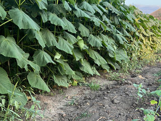 Paulownia фото 6