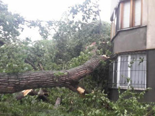 Interventii de urgenta in urma furtunii de aseara! Taiere copaci, crengi periculoase!