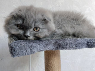 Motănel Scottish fold foto 3