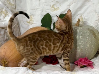 Bengal kittens. foto 10