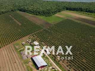 Complex Agro-Industrial Livadă de prune cu uscătorie și tehnică agricolă foto 4