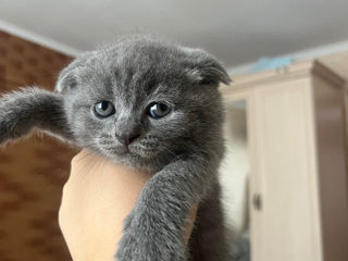 Pisicuțe Scottish Fold de Vânzare