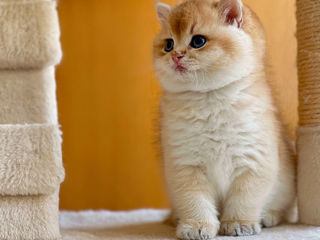 Golden chinchilla  Британские котята золотая шиншилла foto 3