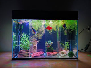 аквариуме рыбки и ростения foto 1