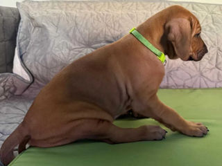 Pui Rhodesian Ridgeback de vânzare foto 5