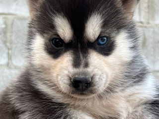 Pui de Husky