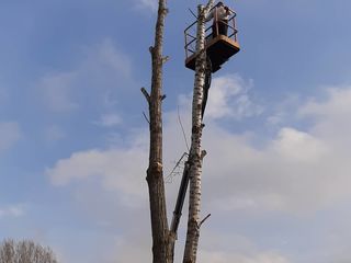 Спил деревьев,Удаление кроны,Уборка территорий foto 6