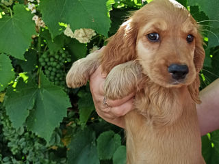 Cățeluși Cocker Spaniel Englez. foto 4