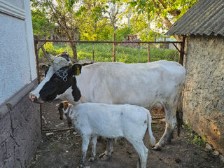 Vindem vacă de muls și vițel. foto 1