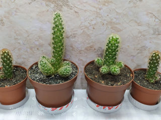 Cactus.Livrare. / Кактус. Доставка. foto 8