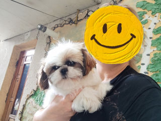 Shih Tzu! foto 3