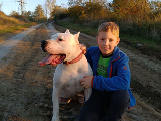 Аргентинский дог!  Dogo argentino! Возраст 5 лет foto 4