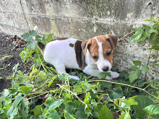 Jack Russell Terrier  foto 4