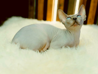 Blue point Sfinx cat foto 4