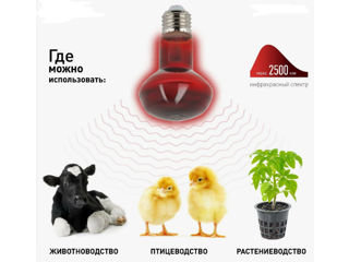 Lampă cu infraroșu pentru încălzirea păsărilor și animalelor NAVIGATOR, reflector R125, 150 W, E27 L foto 8