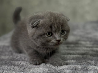 Scottish fold