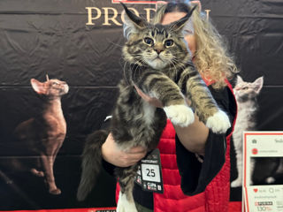 Котята породы Maine Coon! На сообщения не отвечаю! foto 1