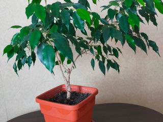 Фикус Бенджамина (Ficus benjamina)