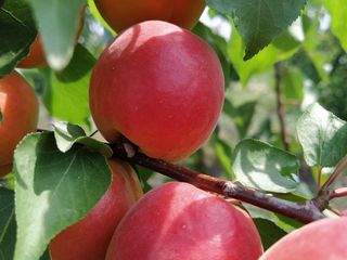 Pomi fructiferi -cais (abrikos )    Pinkot ,  Farbaly , Farallia , Nadejda , Ananasovii      ... foto 7