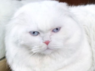 Motan alb superb, rasă pură scottish fold longhair, invită la împerechere! фото 7