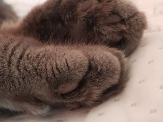 Motan British Shorthair Blue pentru montă foto 6