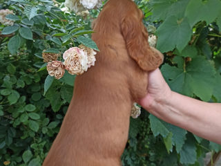 Cățeluși Cocker Spaniel Englez. foto 2