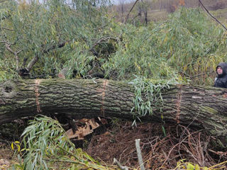 Servicii de defrișări copaci!!! foto 5