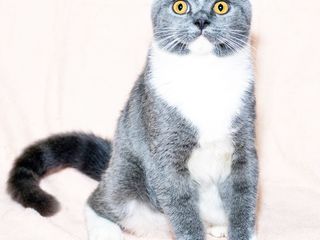 Биколор, короткошерстный. Scottish fold Shorthair foto 3