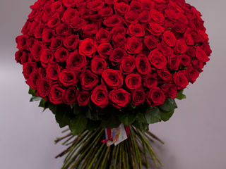 Super ofertă! Trandafiri rosii 60 cm la super pret, de la 20 lei foto 5
