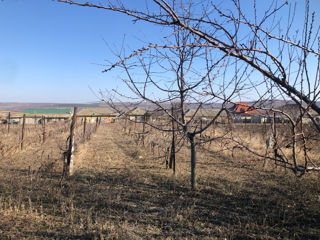 Продам дом в с.Конгаз фото 7