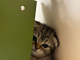 Scottish Fold foto 3