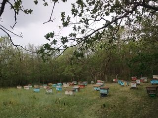 Пчелосемьи недорого foto 8