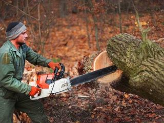 Taierea copacilor avariați in Chisinau si suburbii
