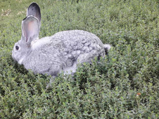 Iepuri de rasa Chinchilla (Șinșila) foto 3