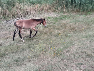 Mânz de 6 luni foto 1