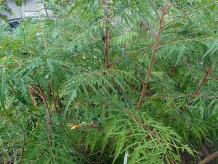 Sumac vind foto 4