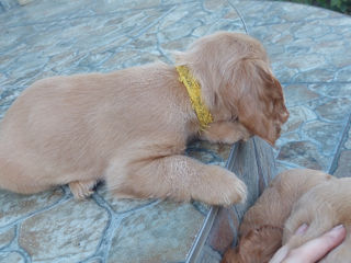 Cocker spaniel